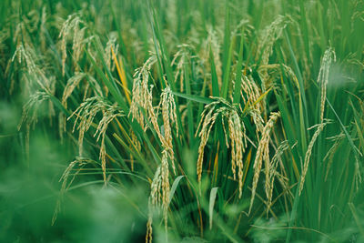 Paddy varieties in organic rice field agriculture