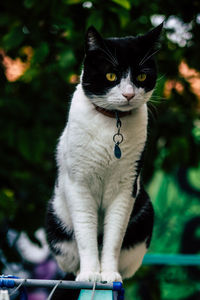 Portrait of cat sitting outdoors