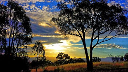 Bare trees on landscape against cloudy sky