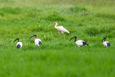 Flock of birds on grass