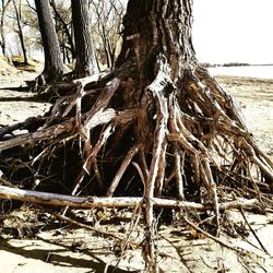 Driftwood on tree trunk in forest