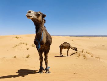 Camels on sand at desert