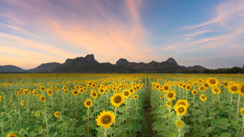 Scenic view of sunflower field against sky during sunset