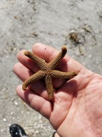 Close-up of hand holding starfish at beach