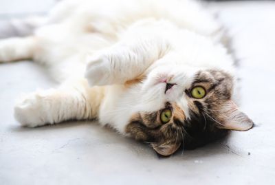 Close-up of cat resting