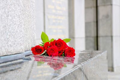 Close-up of red roses on wall ledge