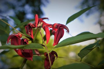 Close-up of red flowering plant