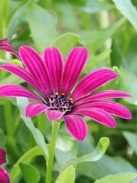 Close-up of pink cosmos flower