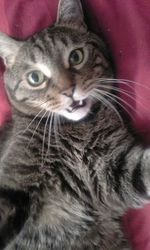 Close-up portrait of cat