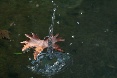 High angle view of maple leaf floating on water