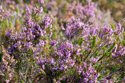 Close-up of lavender flowers growing in field