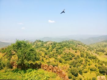 View of birds on landscape against the sky