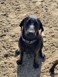 High angle portrait of a dog on beach