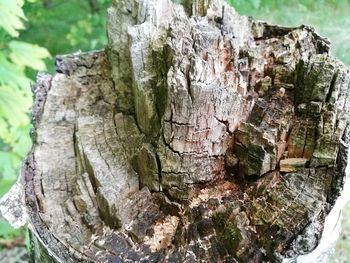 Close-up of tree stump