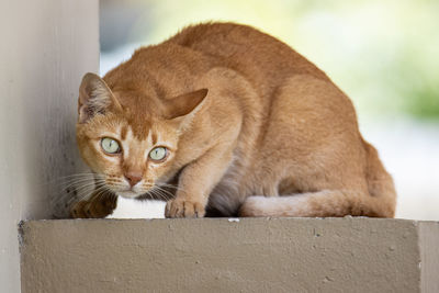 Close-up portrait of a cat