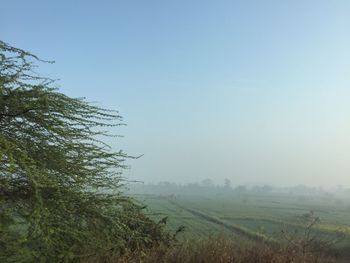 Scenic view of agricultural field against clear sky