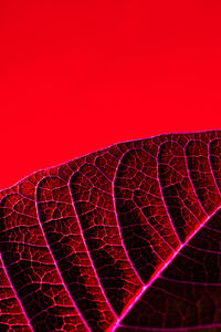 Close-up of light painting against red background