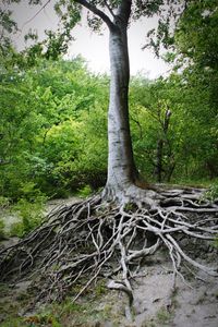 Trees in forest