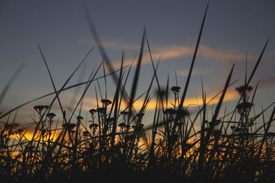 Silhouette plants growing on field against sky during sunset