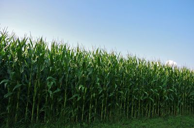 Scenic view of  corn field against clear sky in stilwell kansas
