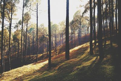 Trees in forest against sky