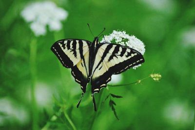Close-up of butterfly on flower