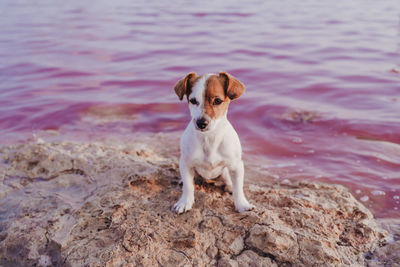 Portrait of dog on rock by lake