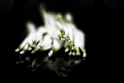 Close-up of wet white flower against black background