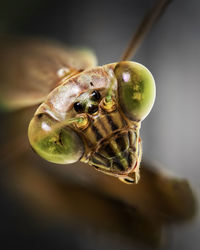 macro photography