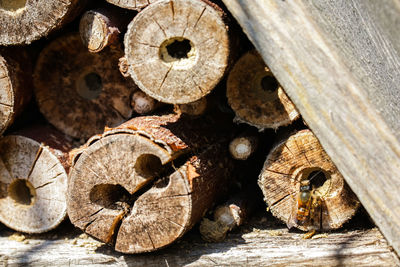 Close-up of logs in forest