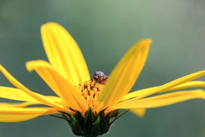 Close-up of insect on yellow flower