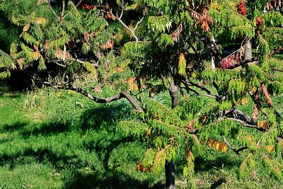 Trees growing on field in forest