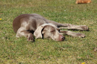 Dog sleeping in grass