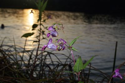 Close-up of purple flowering plant in lake