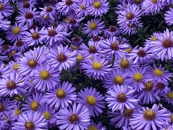 Full frame shot of purple flowering plants