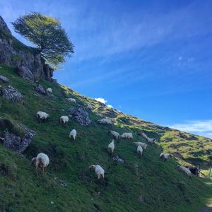 View of sheep grazing on grassy mountain