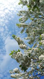 Low angle view of white flowers