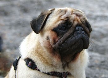 Close-up portrait of dog