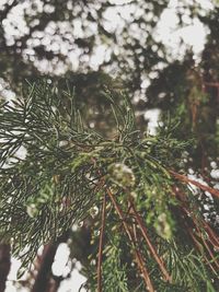 Close-up of wet pine tree branch