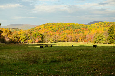 Scenic view of cows grazing on a green meadow