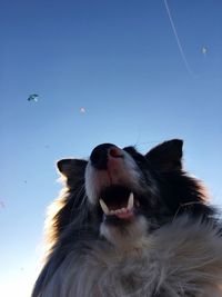 Dog with blue sky behind