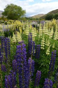Close-up of purple flowering plants on field