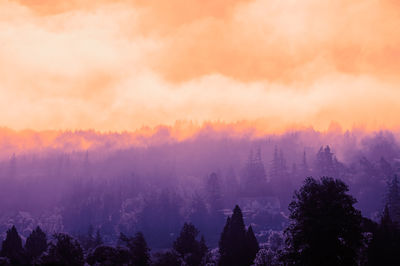 Silhouette trees in forest against sky during sunset