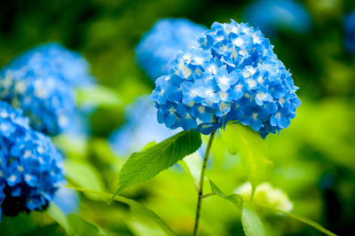 Close-up of blue flower