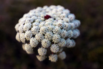Nature zoomed in. close up view of a white flower.