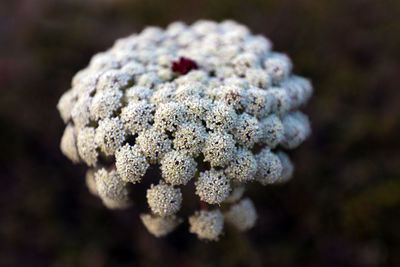 Close-up of pine cone