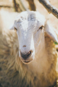 Close-up of goat