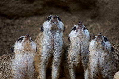 Close-up of meerkats 