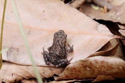 High angle view of lizard on dry leaves