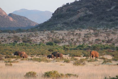 Horse grazing on grassy field